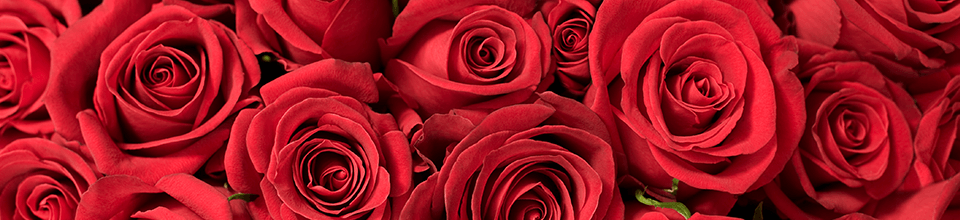 red roses-photo